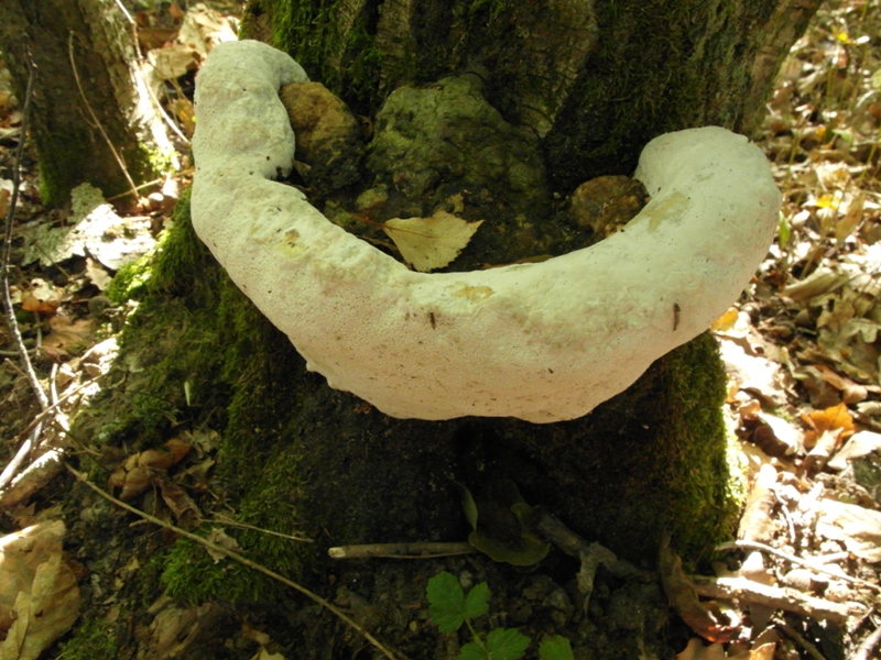 2012-09-16-Mycologie avec l'ANY